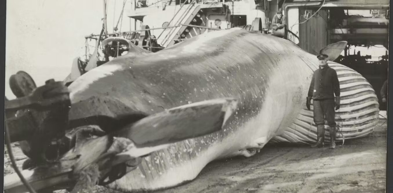 Comment la chasse a la baleine sest etendue du Pays