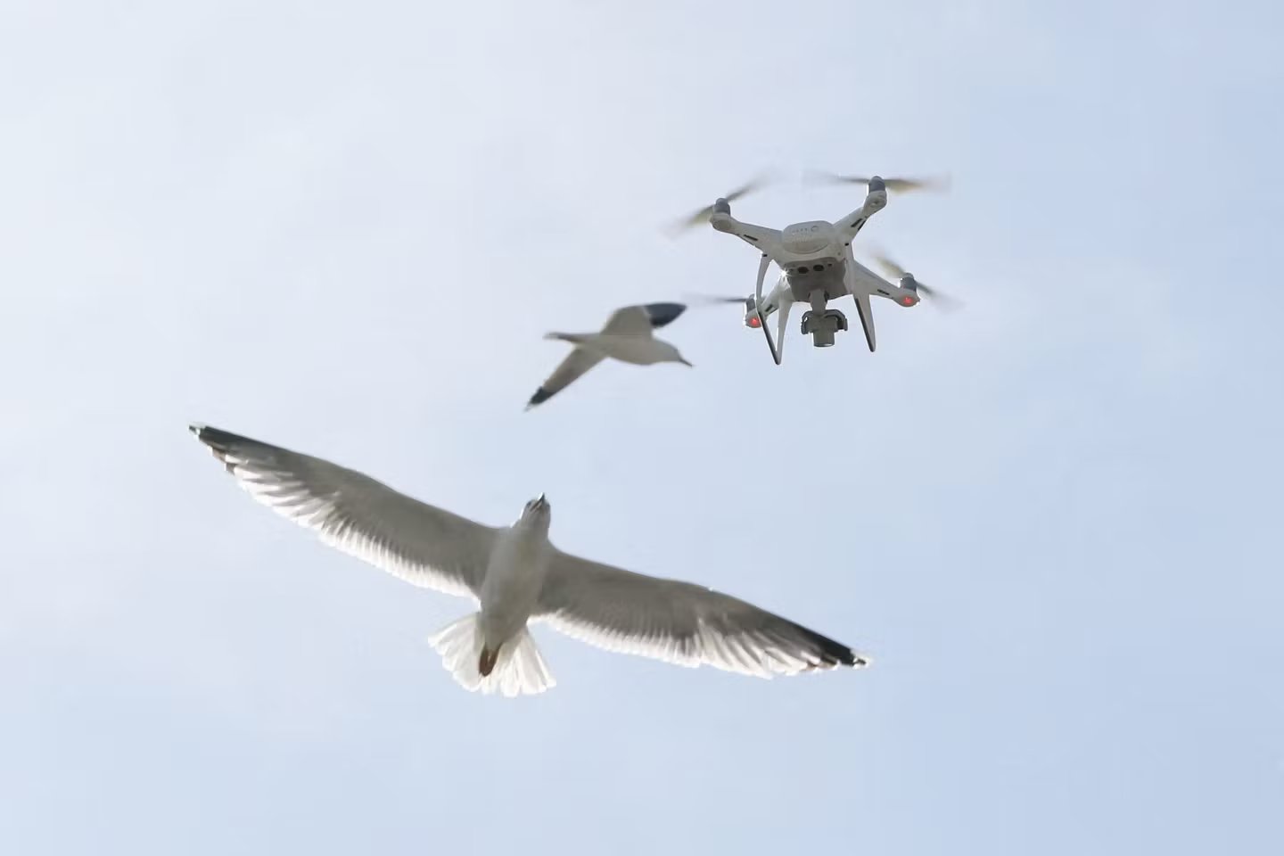 En Bretagne et en Normandie la sterilisation des oeufs de