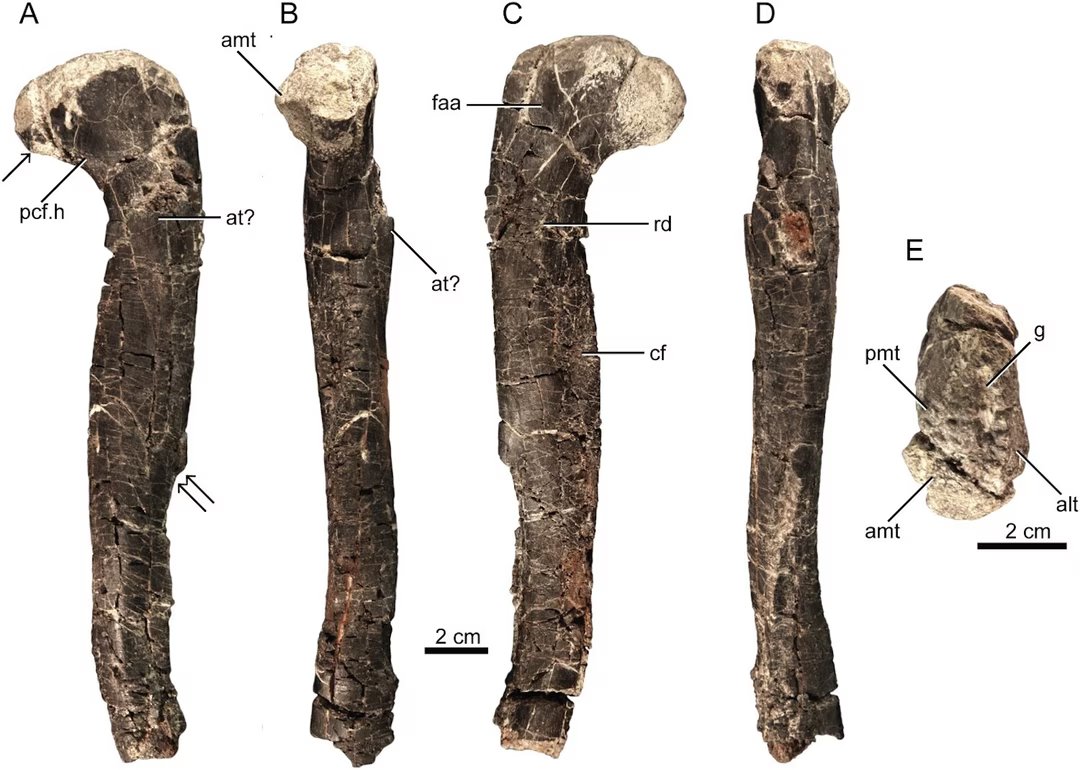 Voici la « sorcière crocodile », une créature édentée du Trias, vieille de 212 millions d'années, qui marchait sur deux jambes 2 femur dinosaure