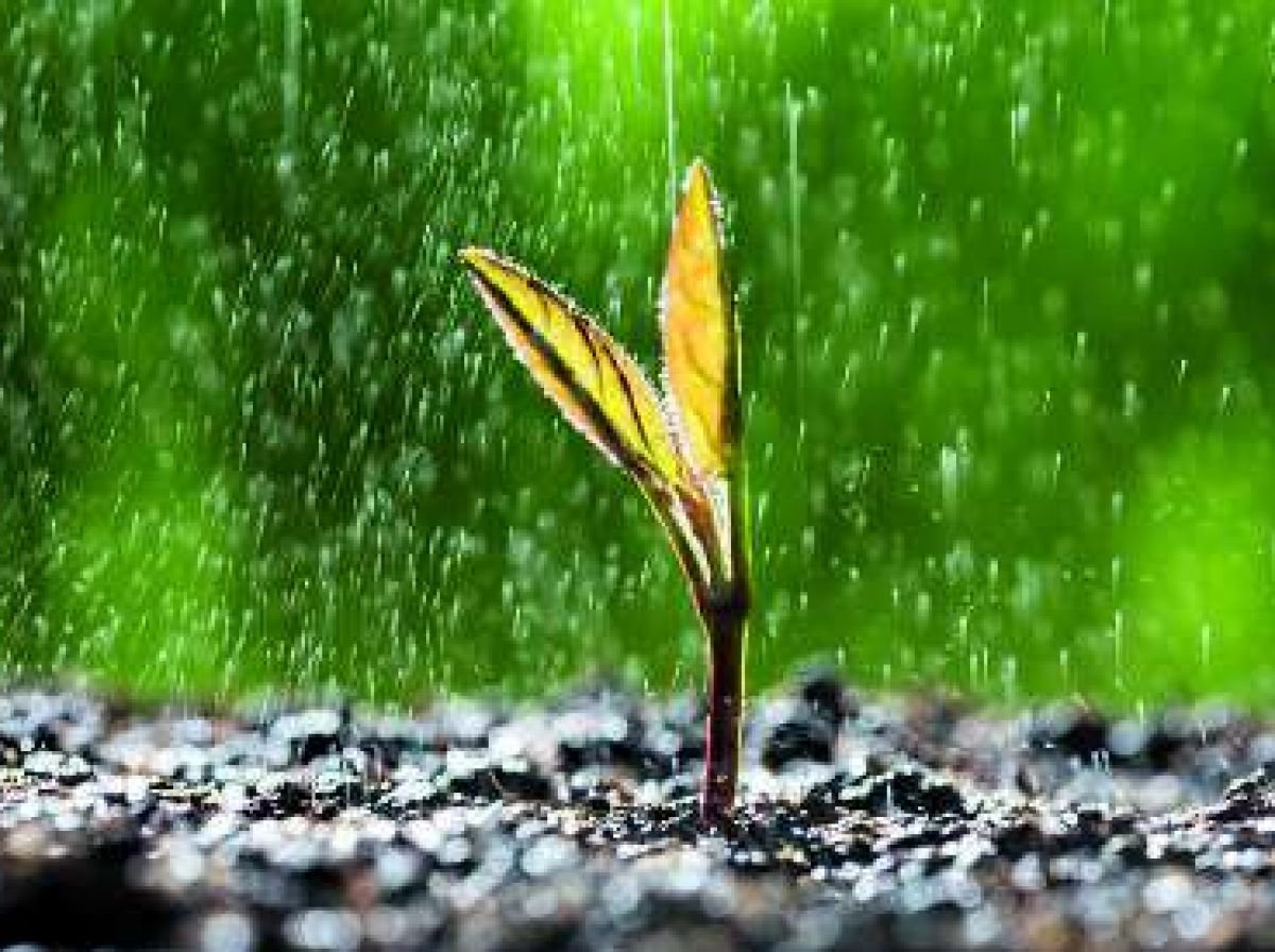 Pluie et plante