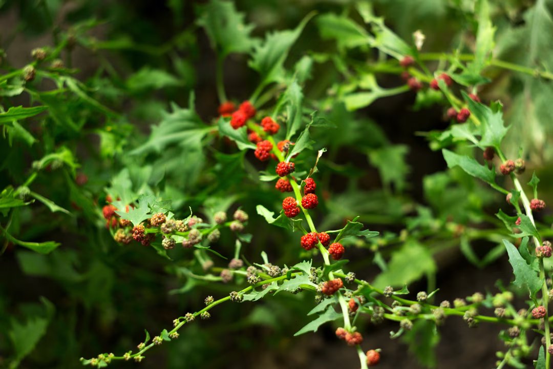 La plante de la semaine : rustique, comestible et étonnante, l’épinard-fraise mérite une place dans votre potager 2 epinard fraise plante semaine 3