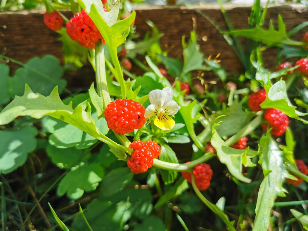La plante de la semaine : rustique, comestible et étonnante, l’épinard-fraise mérite une place dans votre potager 4 epinard fraise plante semaine 4