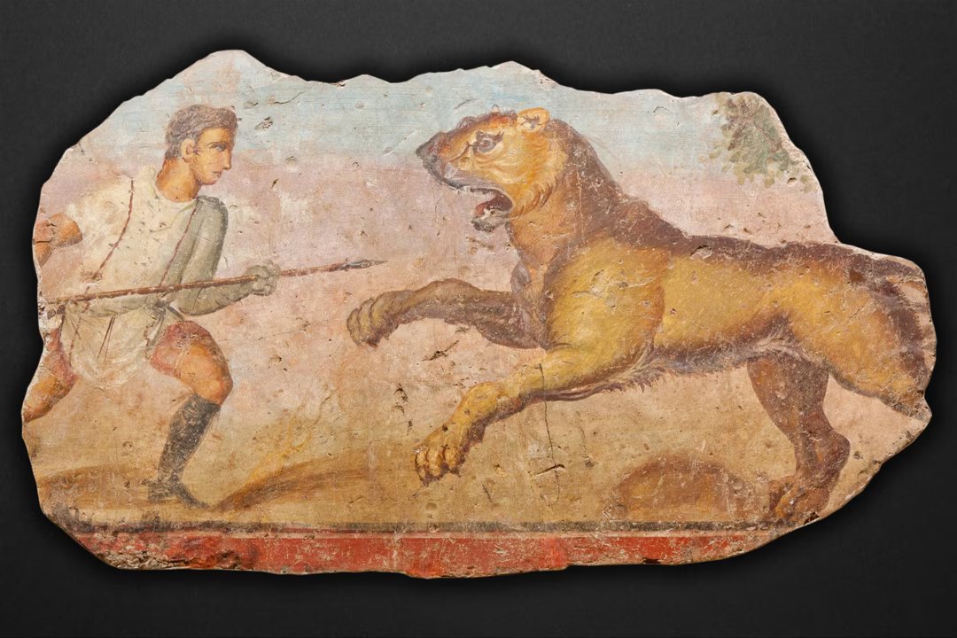 venationes