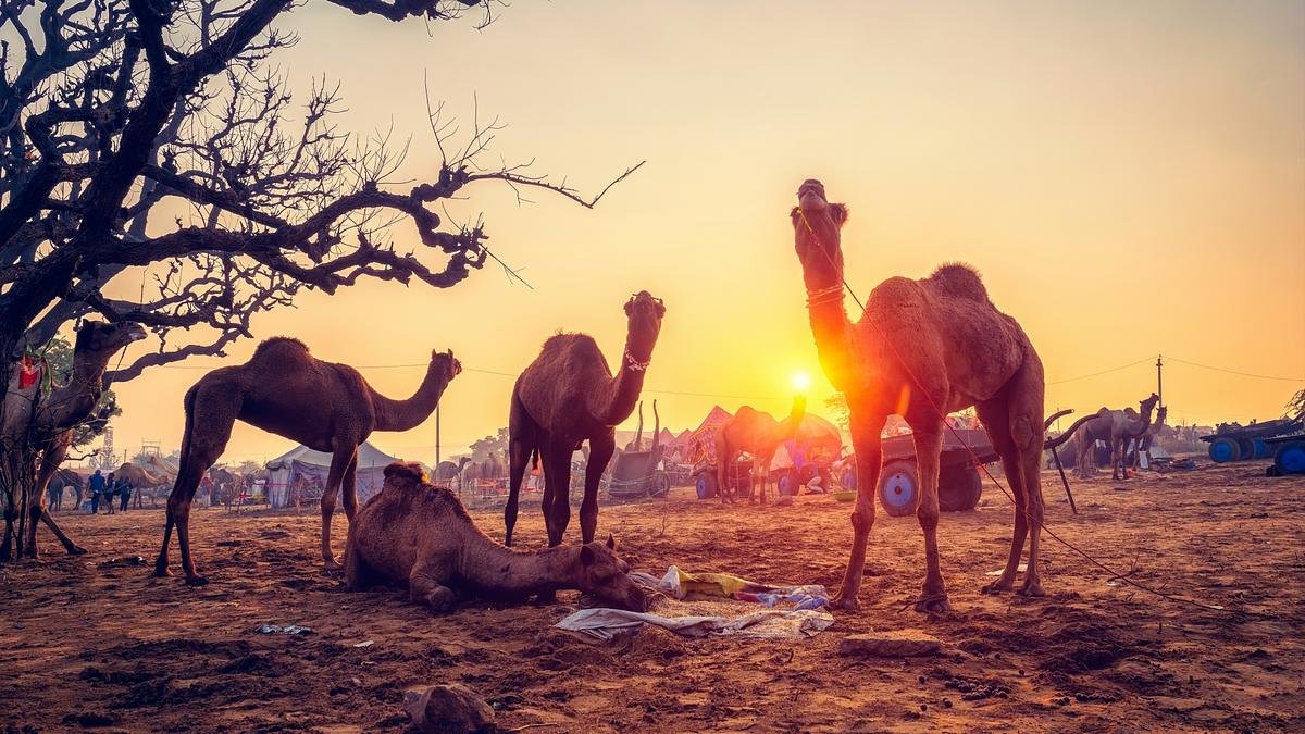 Dans le désert, les températures augmentent tellement que les dromadaires en meurent 1 Dans le desert les temperatures augmentent tellement que les dromadaires