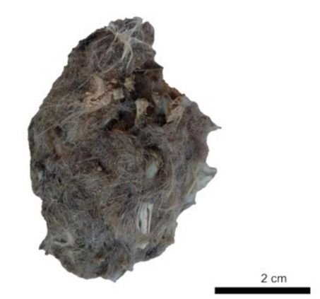 Homo erectus savait manier le feu il y a plus d’un million d’années 3 pelote de réjection de chouette effraie, grotte de Wonderwerk, Afrique du Sud